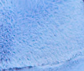 LuLu Crop