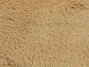 Crop Pamela