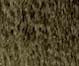 Crop Pamela